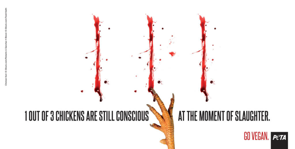 1 out of 3 chickens still conscious at moment of slaughter
