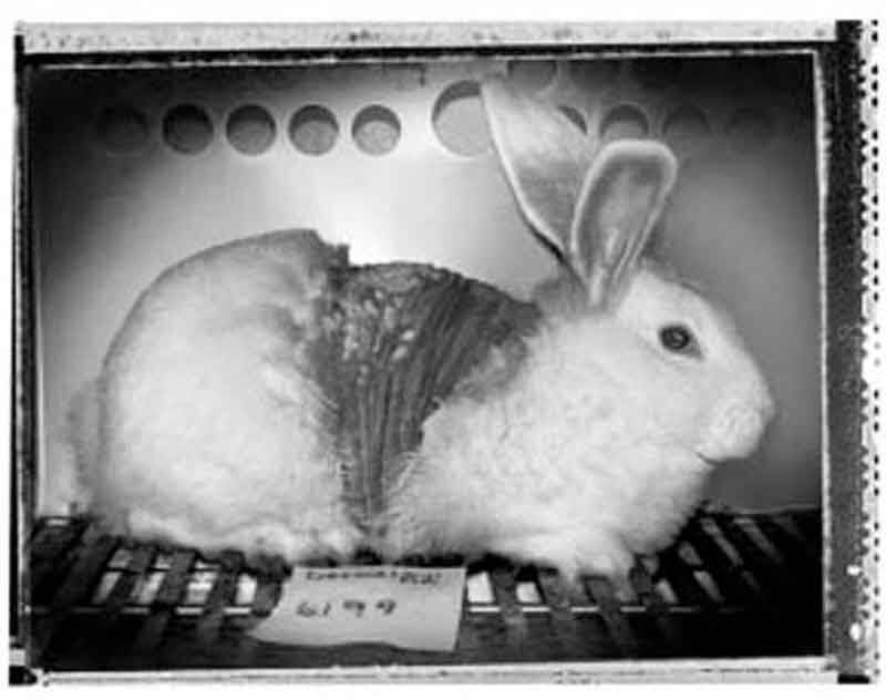 Conejo Experimento 1988