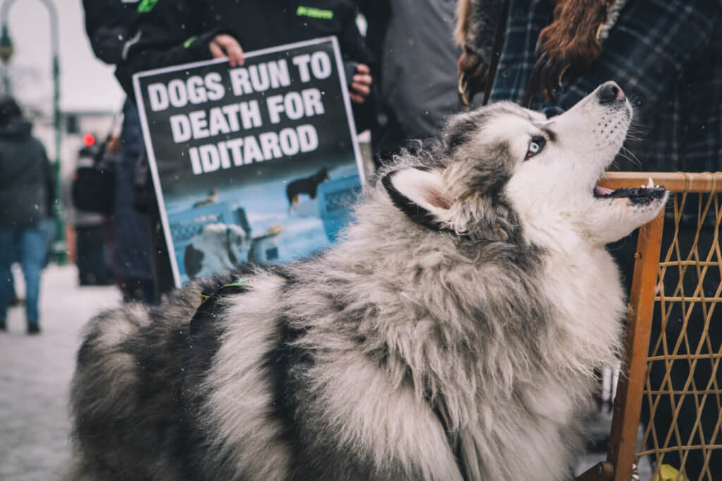 PETA Protests 2020 Iditarod