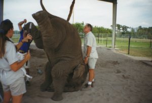 Baby Elephant doing headstand