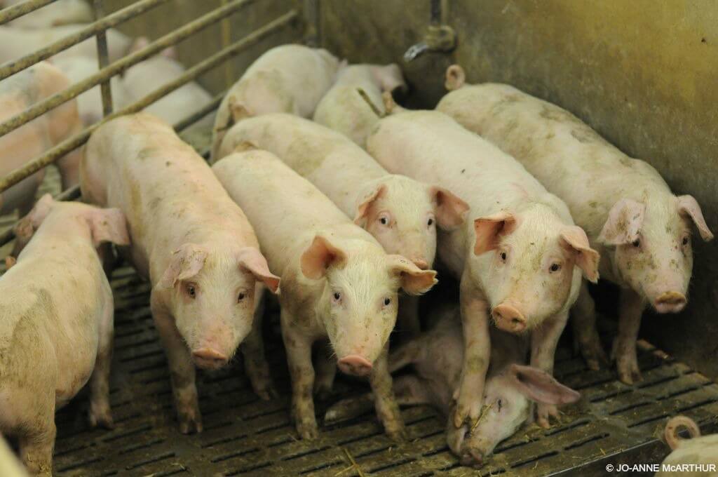 ¿Por qué los animales pueden comer carne cruda y los seres humanos no?