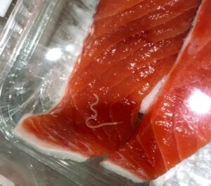 salmon embaquetado con lombriz