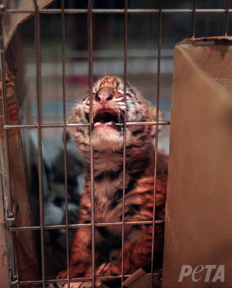 Bebe tigre enjaulado