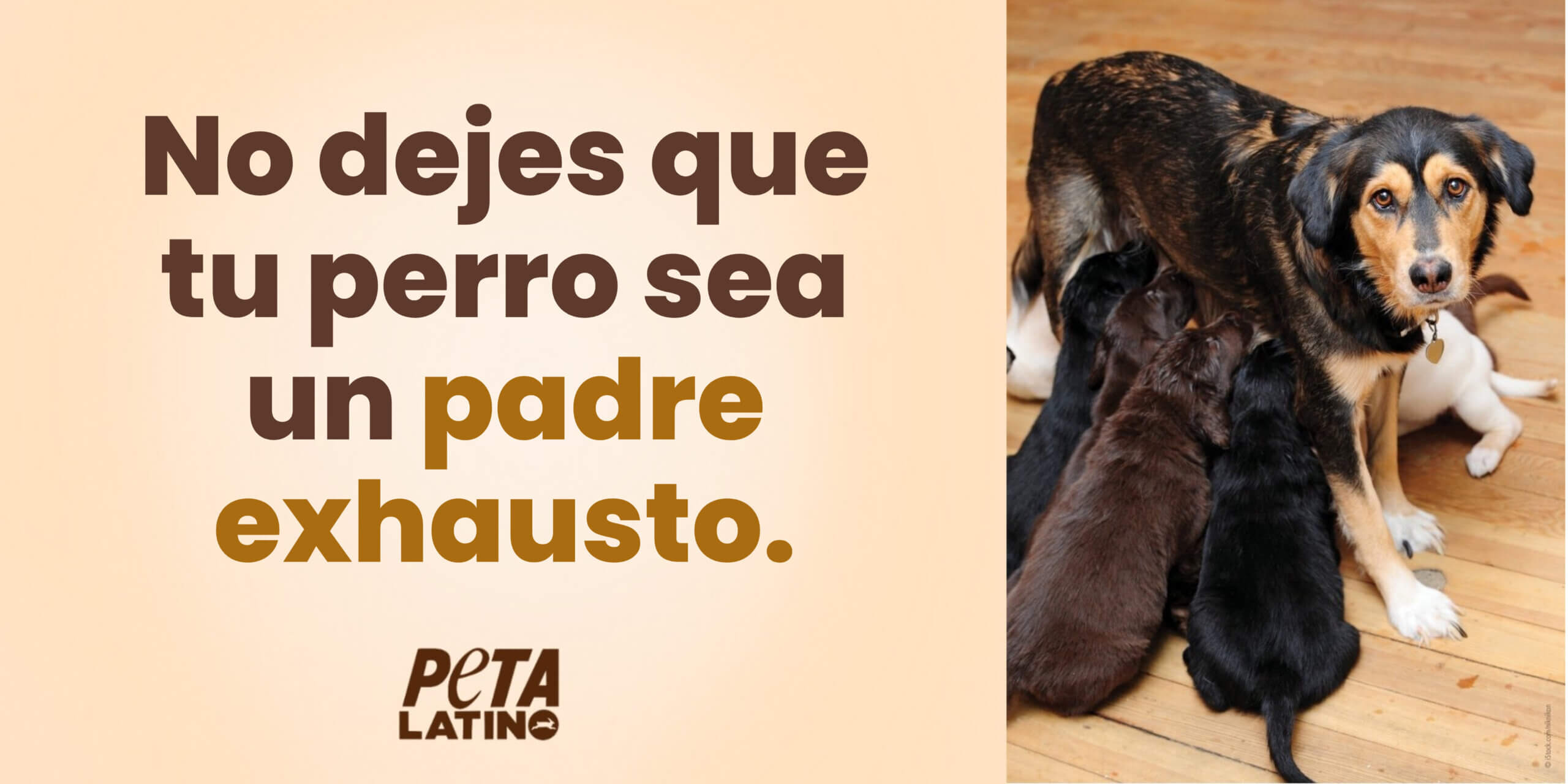 Deadbeat dad Version en Espanol