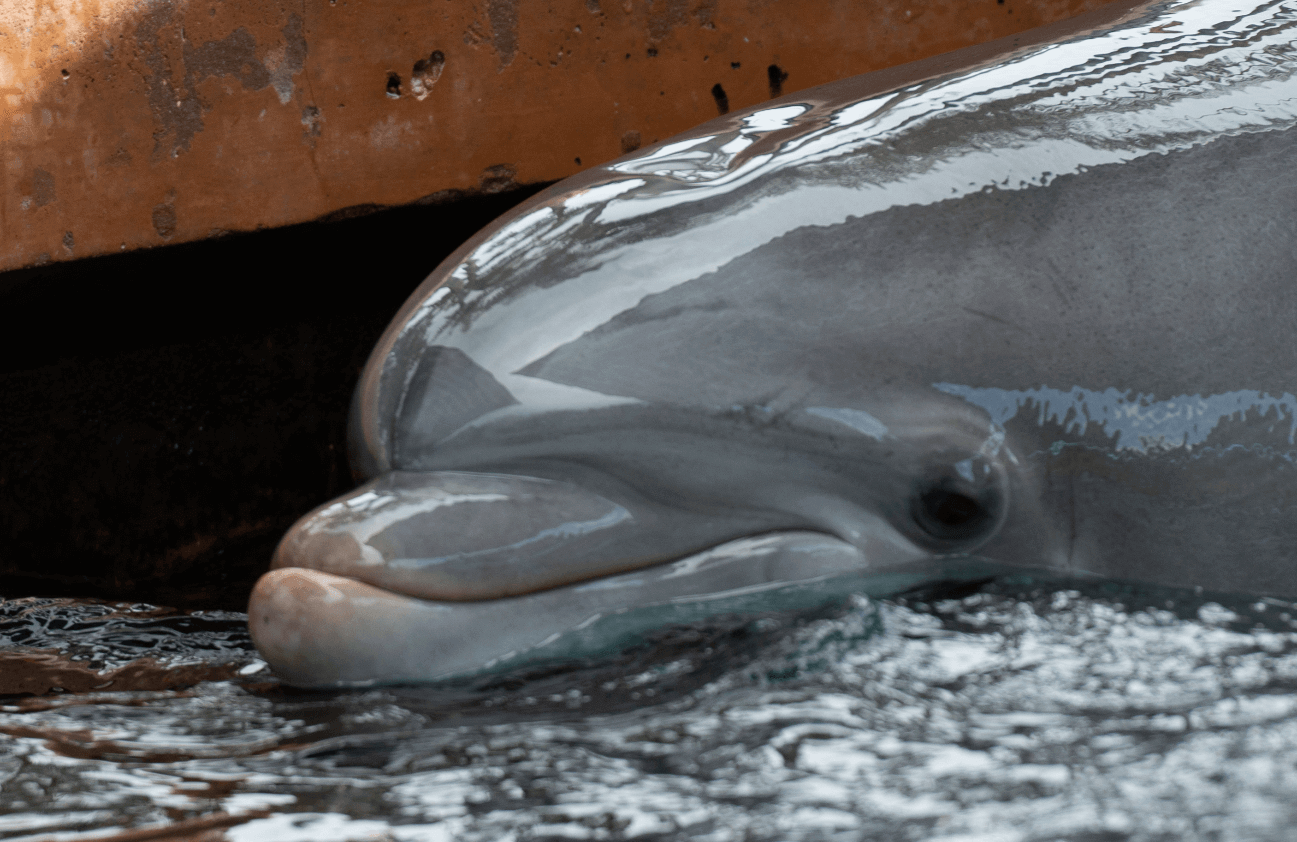 Delfin Triste, Ripley Seaworld