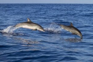 delfines saltando en el oceano