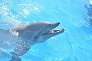 Delfin Miami Seaquarium 