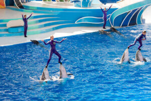 Dolphins in Seaworld preforming
