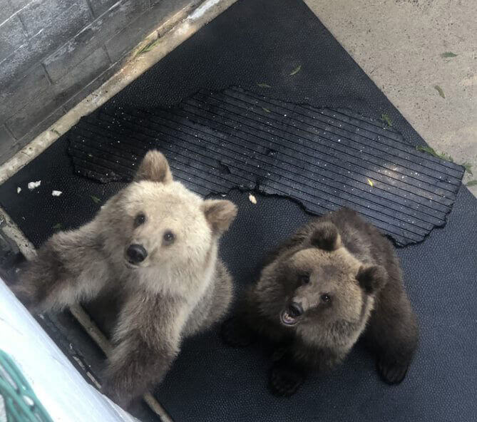 Cherokee Bear Zoo
