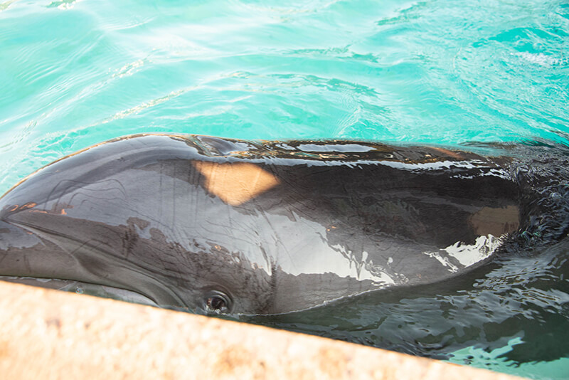 A dolphin looks into the camera from a SeaWorld tank with rake marks on his face.