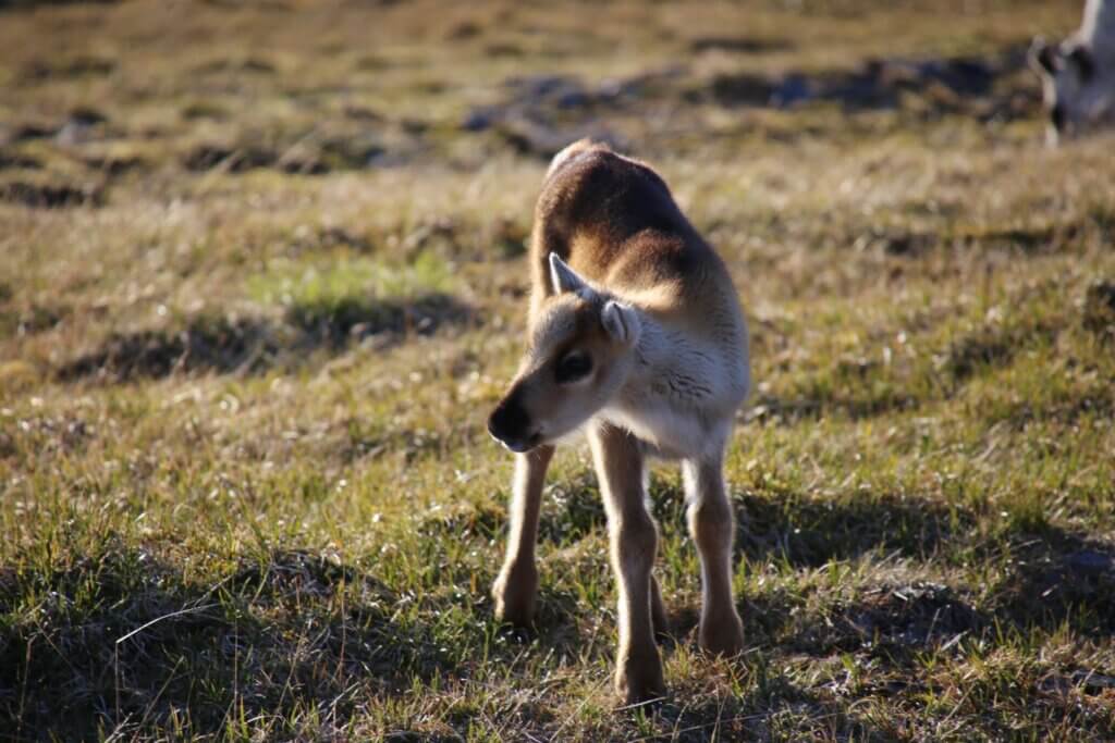 A young reindeer in a field