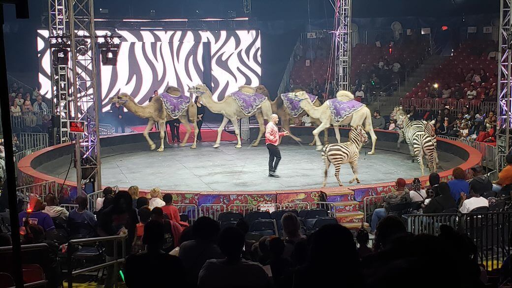 Three camels dressed in purple, followed by four zebras, run around a ring while a man with a bullhook stands in the middle of the ring.
