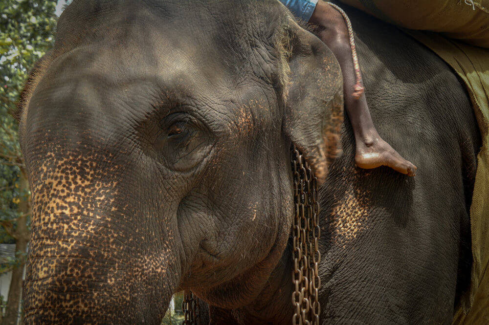 elefante forzada a dar paseos