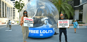 Protest to Free Lolita From Miami Seaquarium in Miami