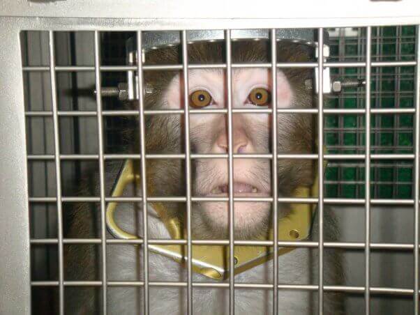 Mono enjaulado en laboratorio siendo experimentado