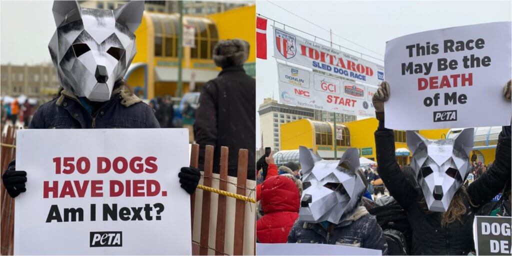 activistas de PETA protestan el Iditarod 2020