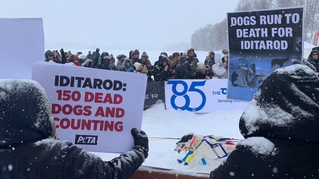 PETA Protests 2020 Iditarod