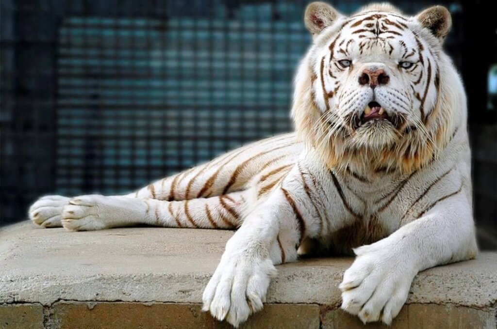 un tigre blanco criado en cautiverio