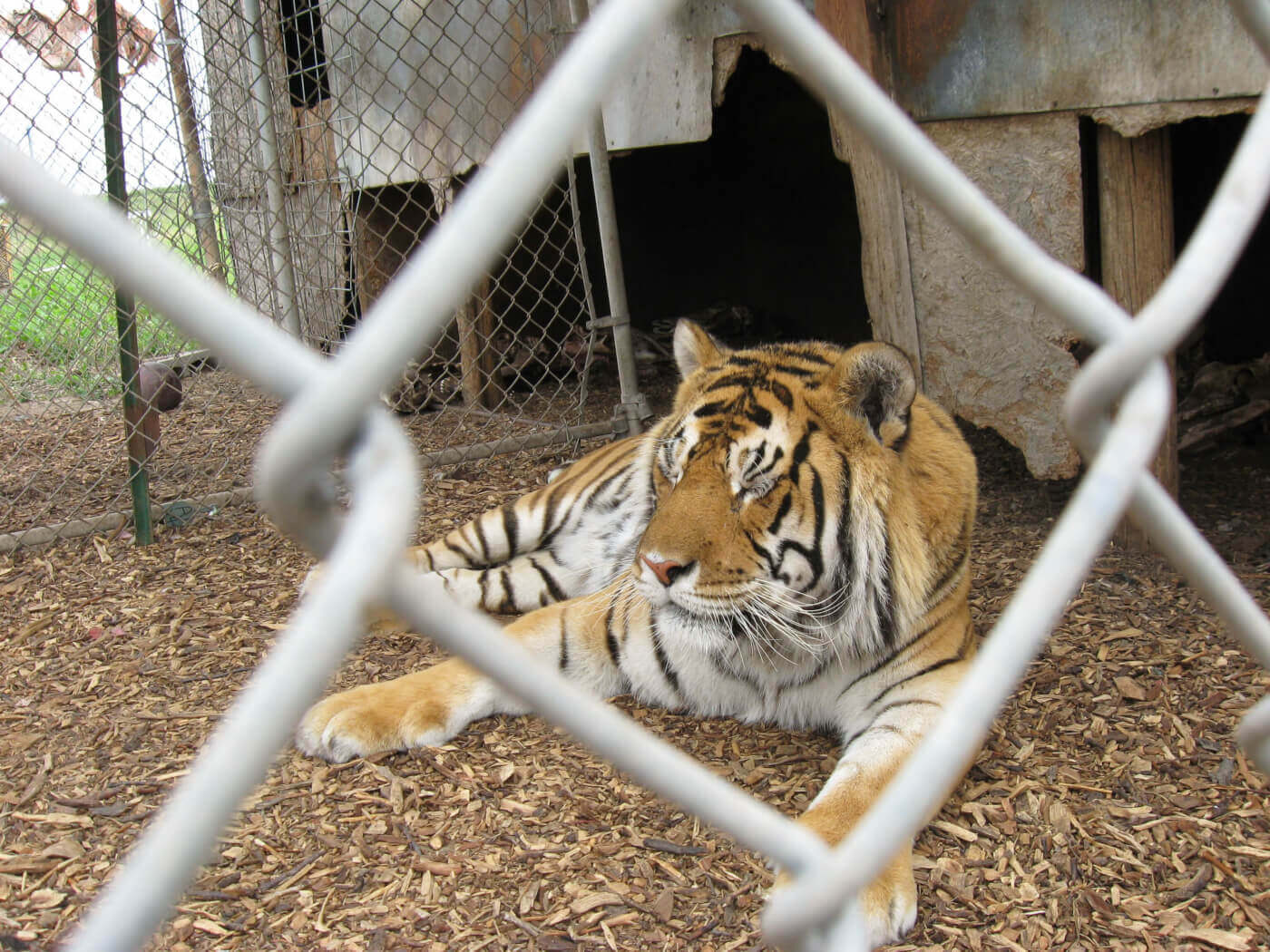Tigre enjaulado