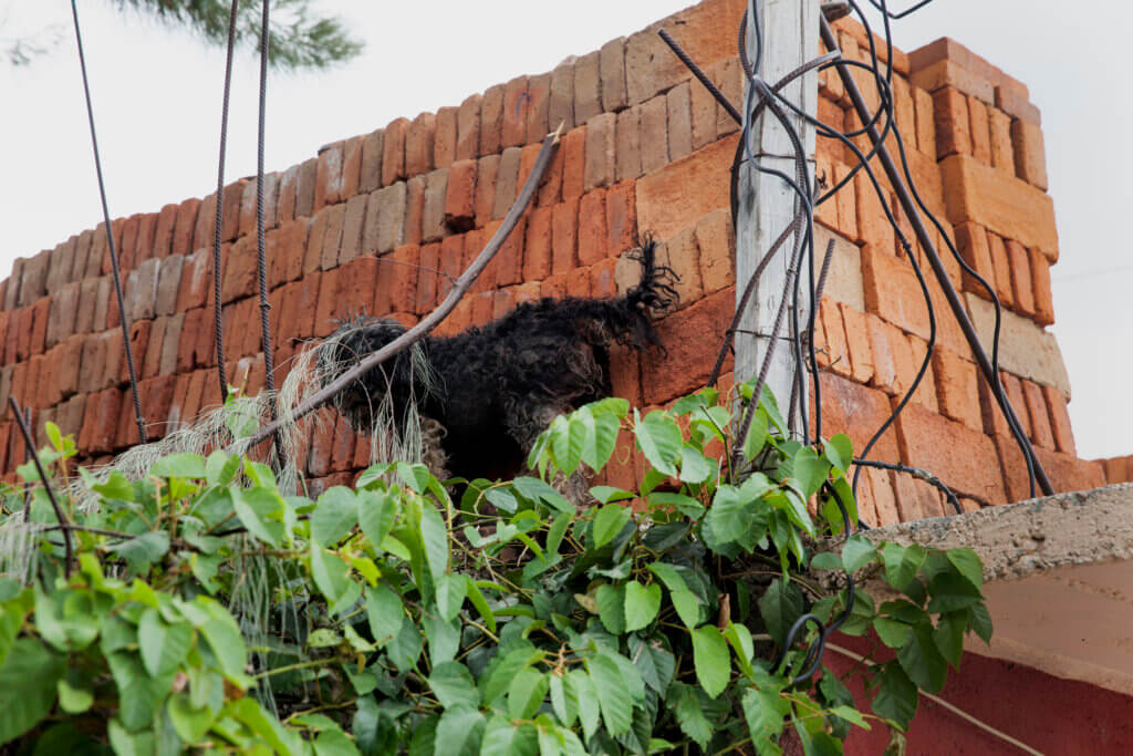 A dog on a roof