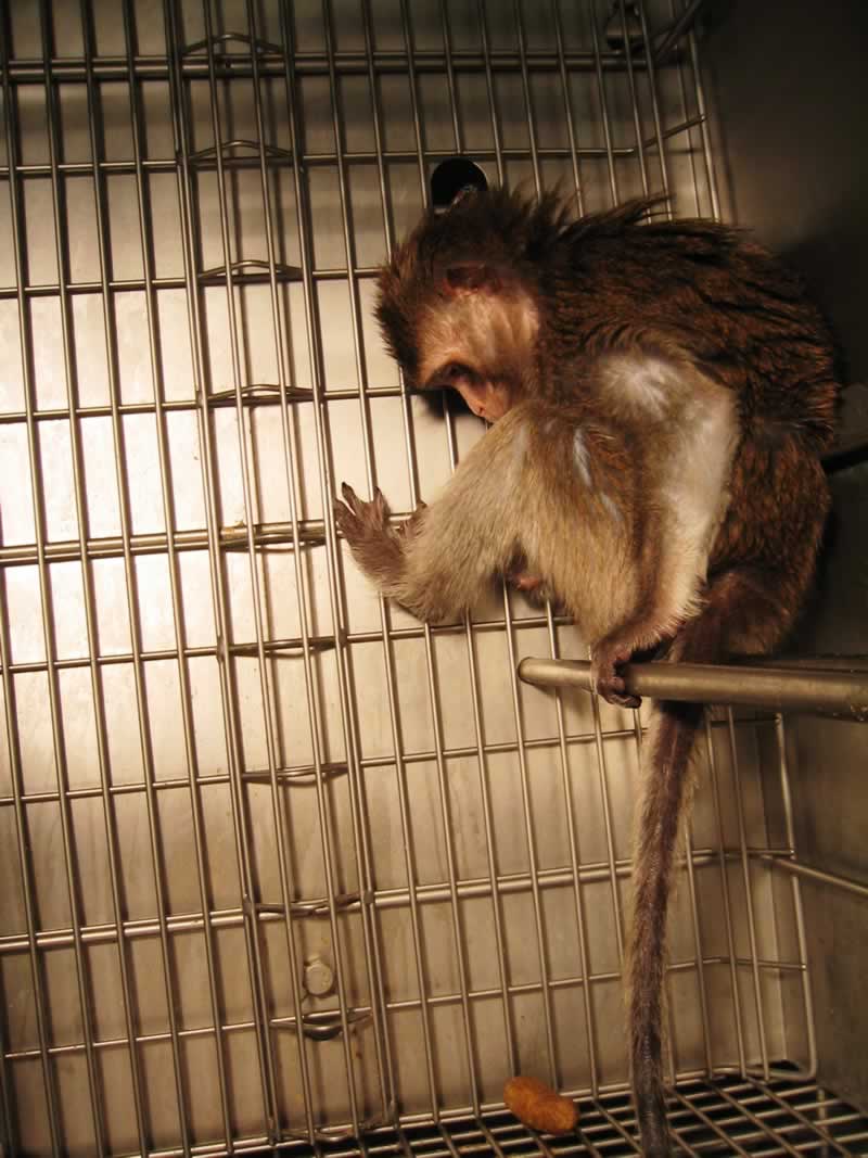 Mono enjaulado en laboratorio universidad de washington