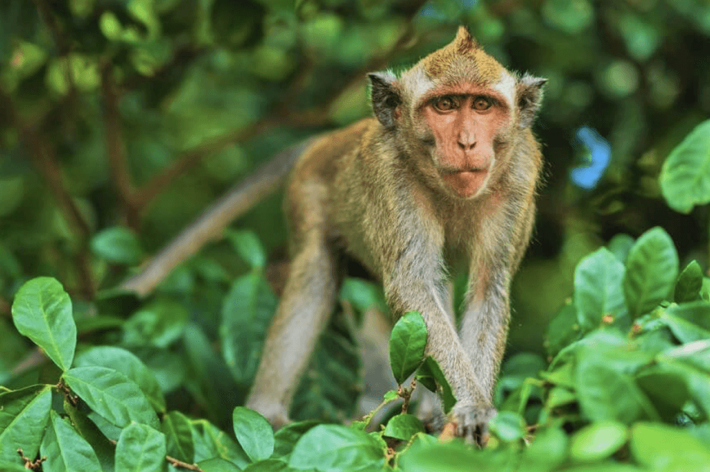 mono mirando hacia la camera en la naturaleza