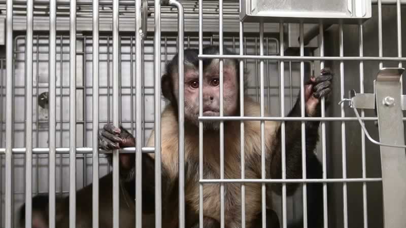 Mono Capuchin enjaulado experimento NIH