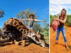 Trophy Hunter posing with dead giraffe and heart