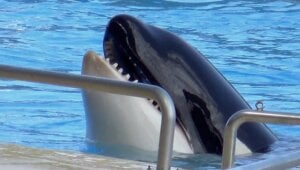 Orca held captive in a pool at Seaworld
