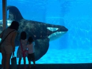 Orca in a tank at Seaworld