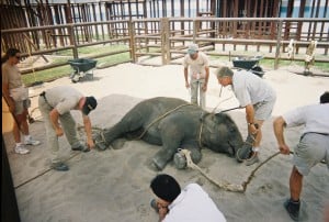 baby elephant tied down for training