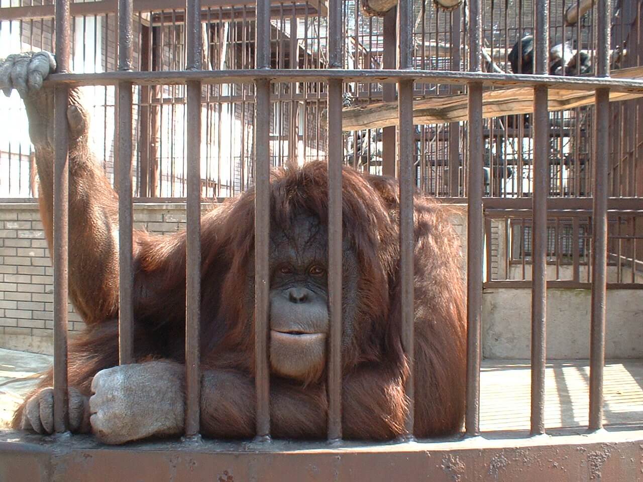 Orangutan in zoo 375348