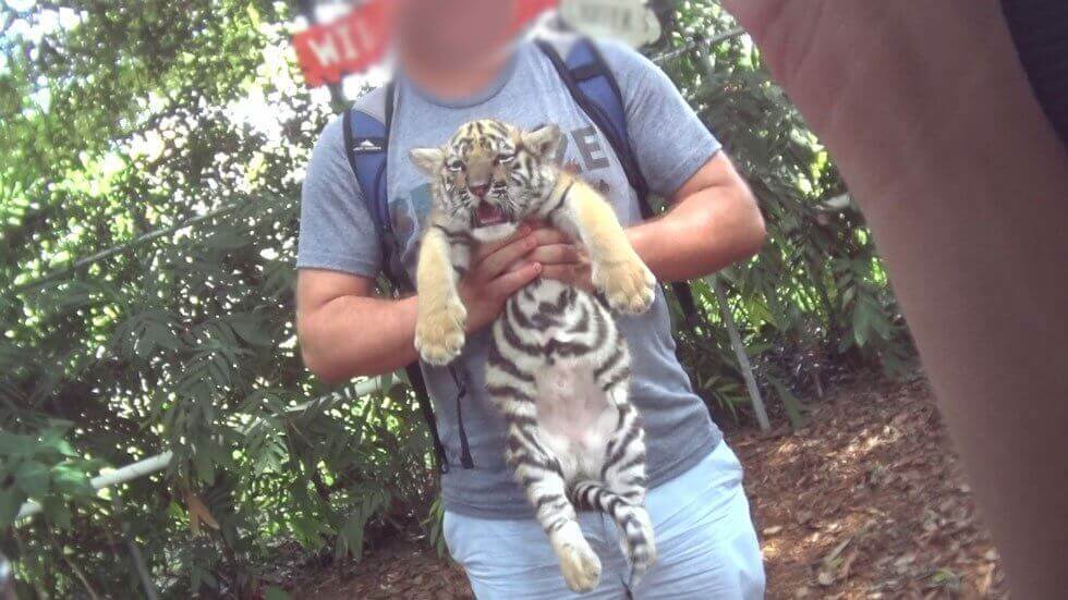 Tigre bebe photo