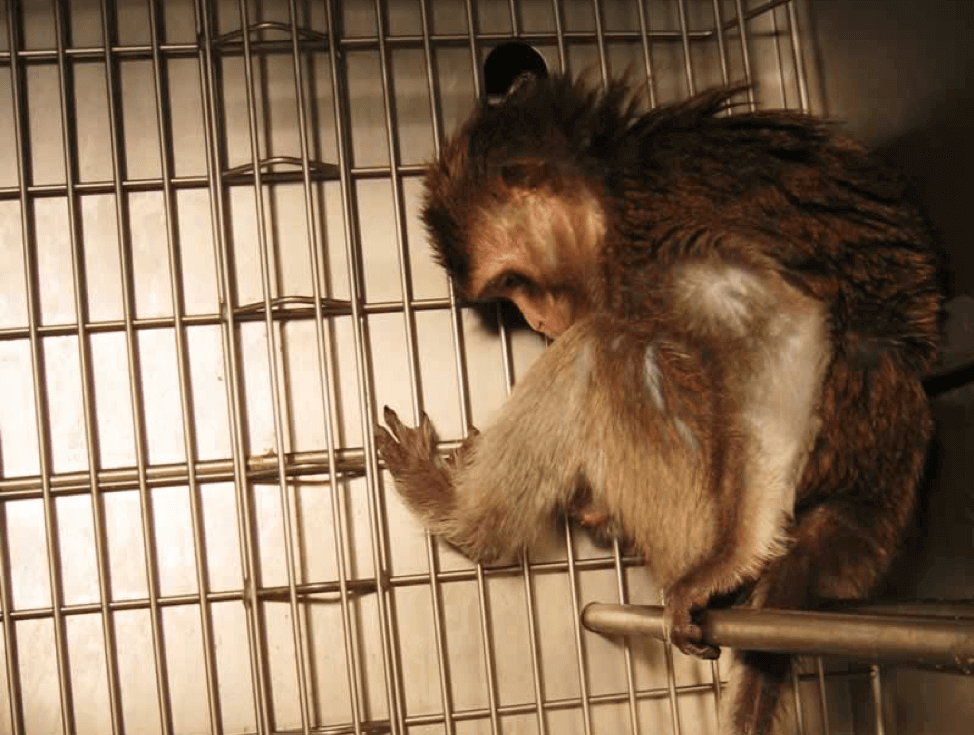 Mono triste enjaulado en lab UW