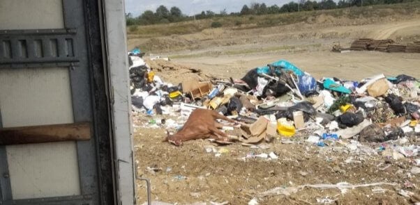 a horse's body seen laying in trash at a west virginia landfill