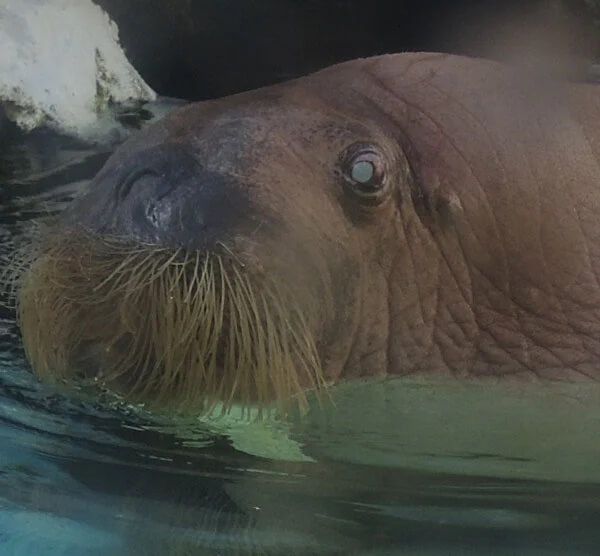 Walrus in captivity at Seaworld