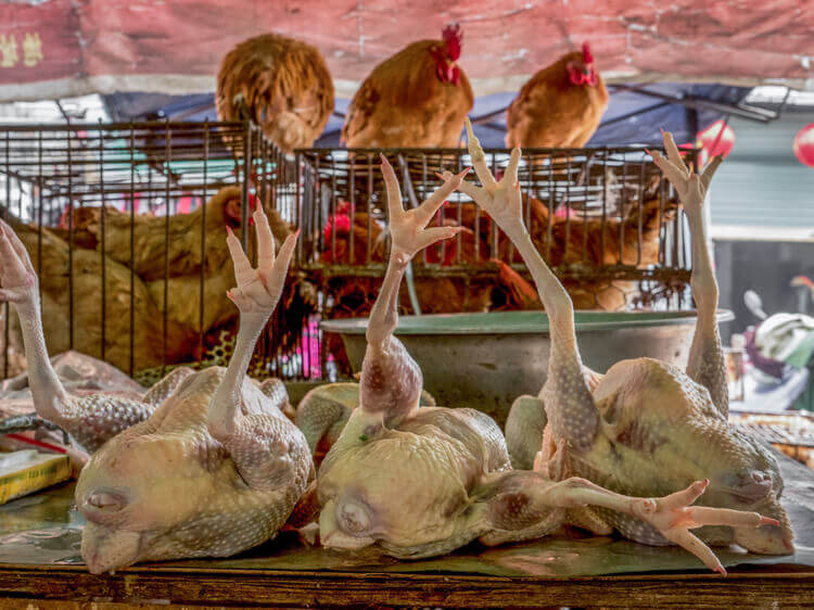 Chickens at a wet market