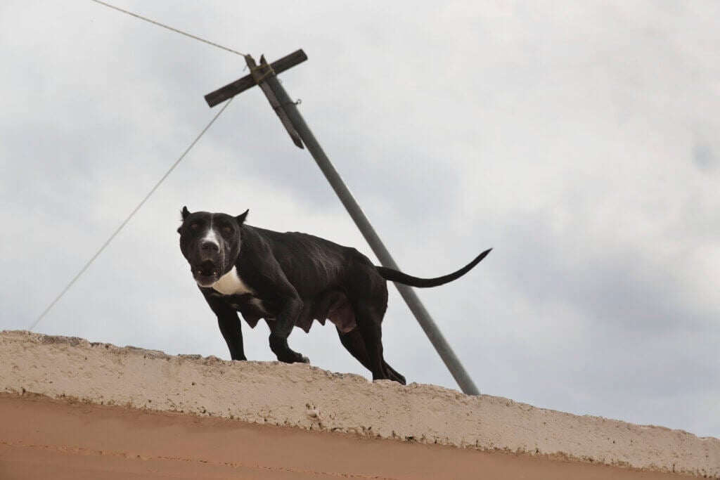 A dog on a roof, barking