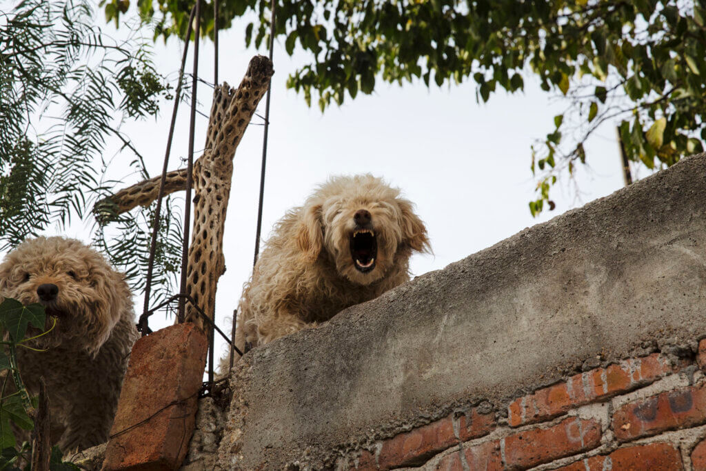 Dogs on a roof, barking
