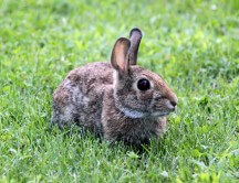 Cómo ayudar a parar las pruebas en animales
