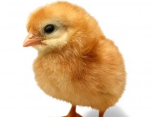 5 Ways to Speak Up for Animals on Twitter