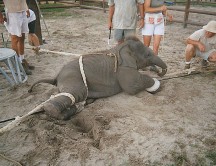 5 maneras de defender a los animales en entretenimiento