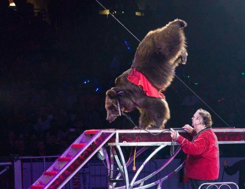 bear doing a handstand on a platform at a circus
