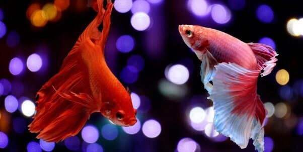 A red and a pink betta fish swim together over a dark backdrop