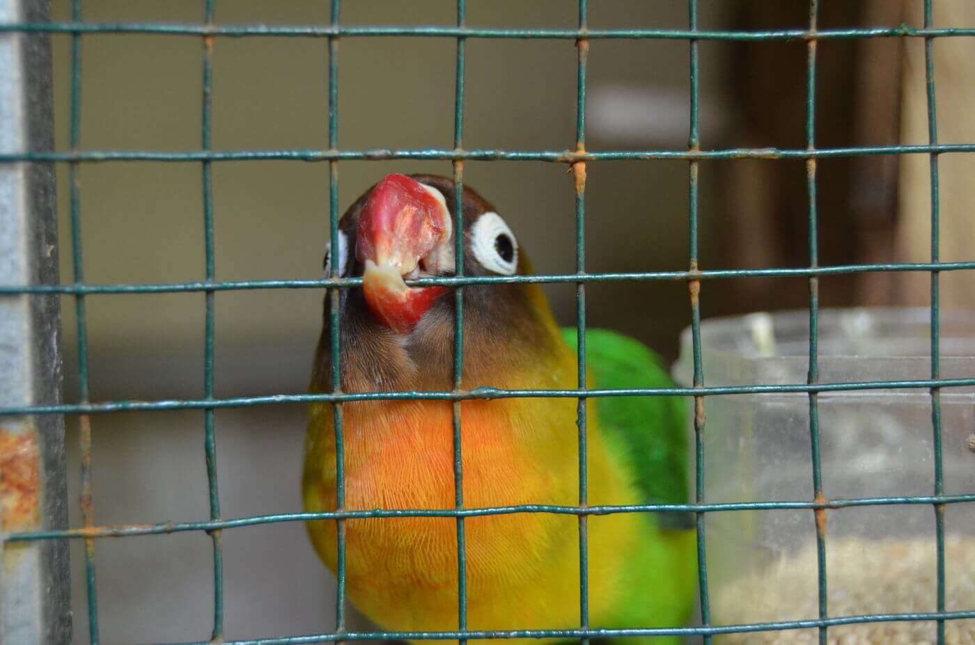 Destino Bolsa túnel Aves en venta? 10 problemas con las aves que se tienen de “mascotas” | PETA  Latino