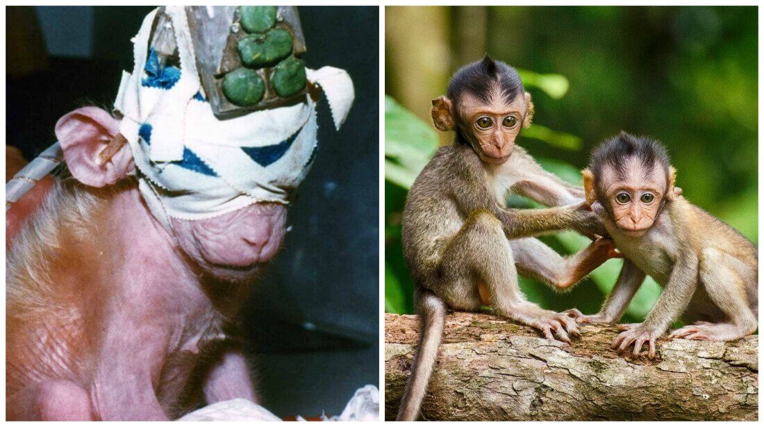 mono en laboratorio vs monos en su habitat natural