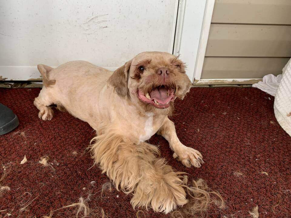 Brownie después