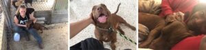 Chiquita perrita rescatada de huracan maria