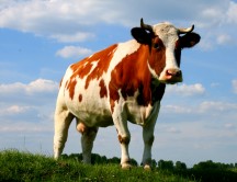 5 maneras de defender a los animales usados como comida