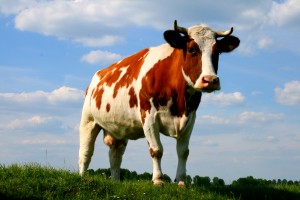 cow-helping-animals-used-food